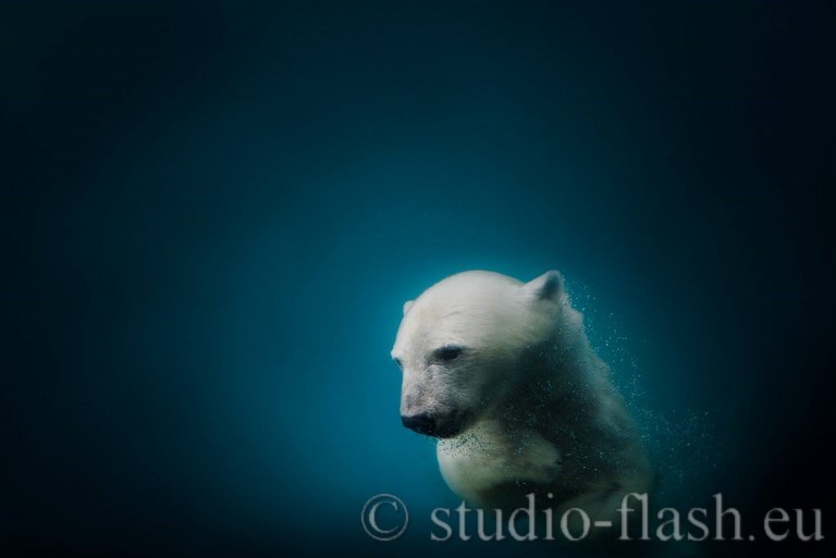 polar bear, ours polaire, 