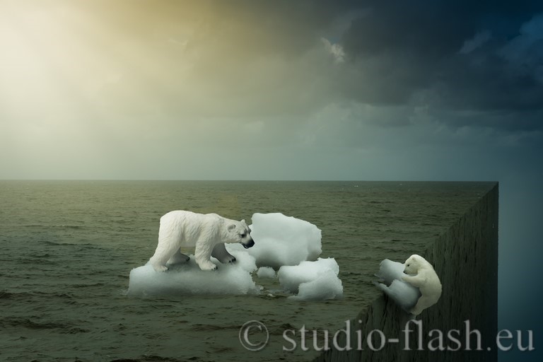 ours polair, polar bear, chute, fonte des glaces