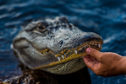 Aligator Everglades de Wttrwulghe Xavier
