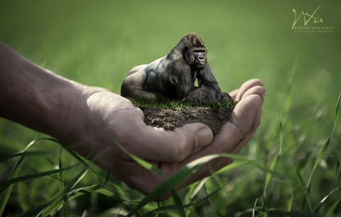 Save the gorillas photo manipulation de Wttrwulghe Xavier