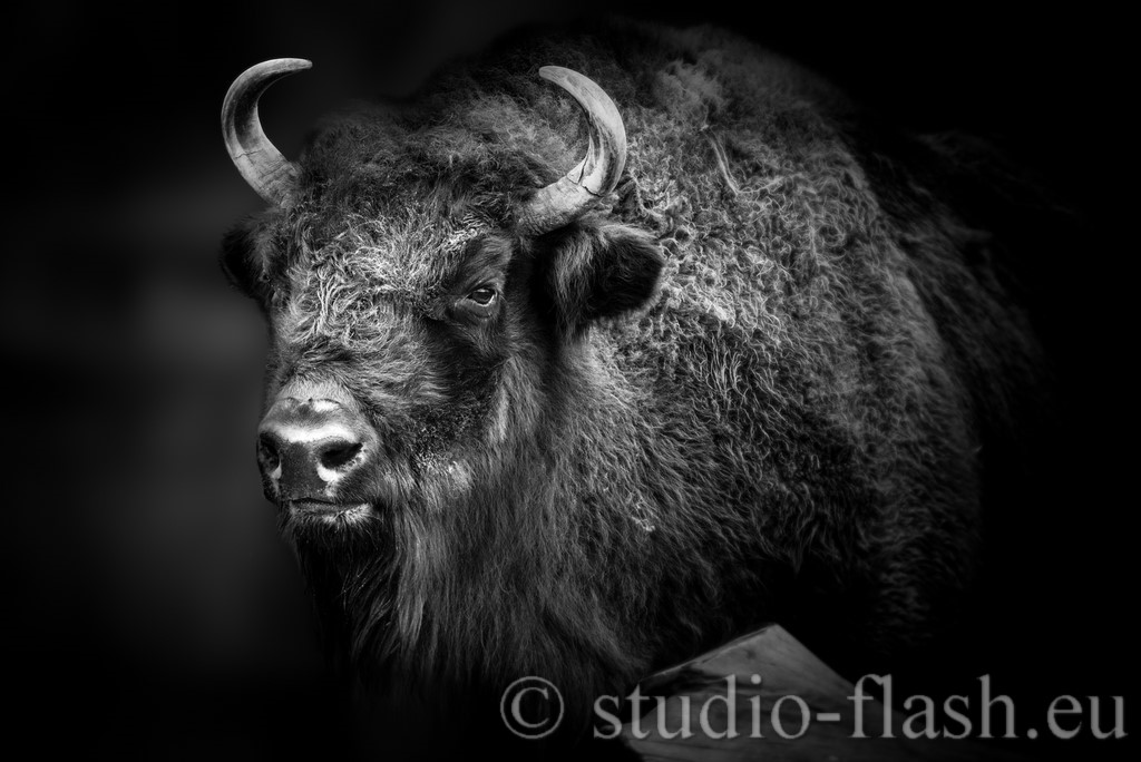 Bison wild savage bigfive de Wttrwulghe Xavier