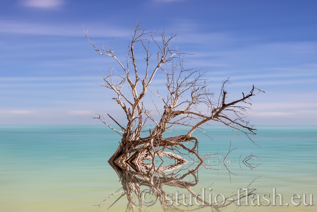 Islamorada tree de Wttrwulghe Xavier