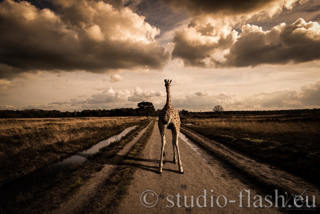 Giraffe digital de Wttrwulghe Xavier