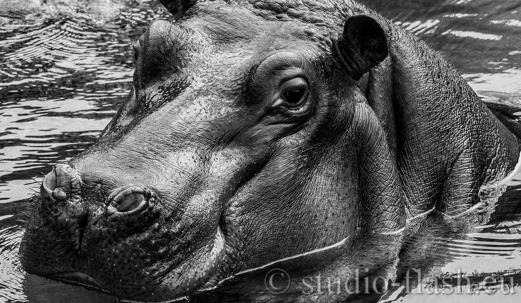 L'hypopotame photo manipulation de Wttrwulghe Xavier
