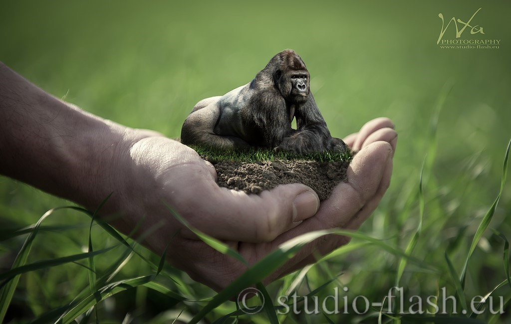 Save the gorillas photo manipulation de Wttrwulghe Xavier