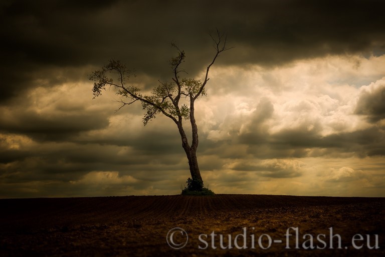 Arbre, solitaire, nature, love