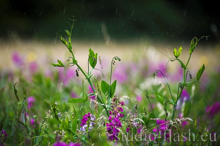 fleur, couleurs, orage, certificate