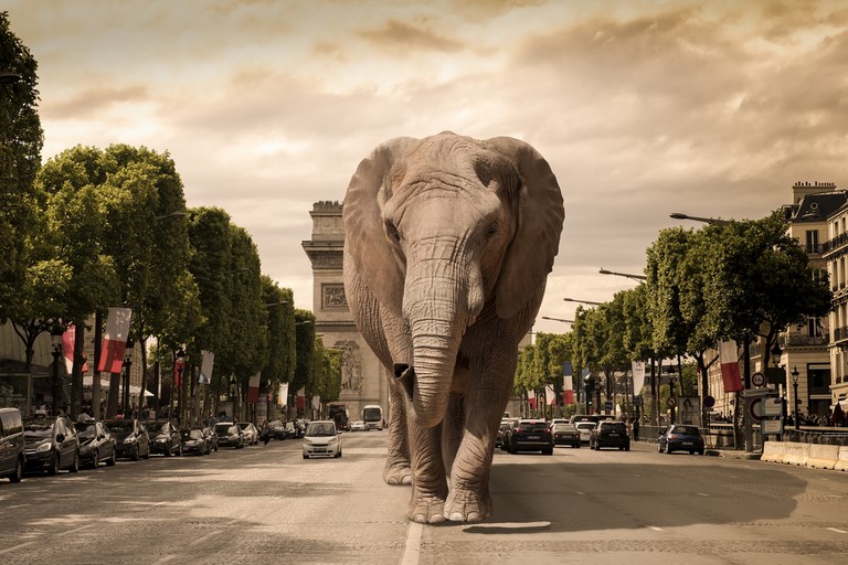 éléphnat à Paris de Wttrwulghe Xavier