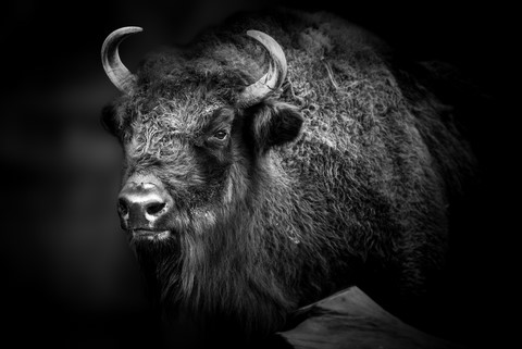 Bison wild savage bigfive de Wttrwulghe Xavier