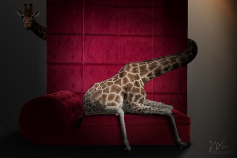 Le sofa photo manipulation de Wttrwulghe Xavier