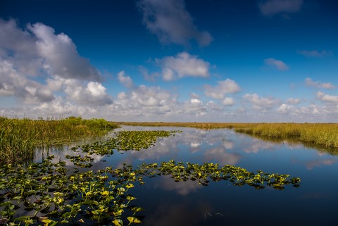Everglades de Wttrwulghe Xavier