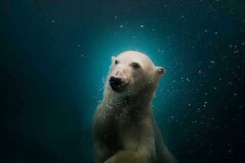 Polar bear de Wttrwulghe Xavier