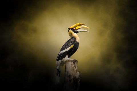 Oiseau, touquant, exotique, de Wttrwulghe Xavier