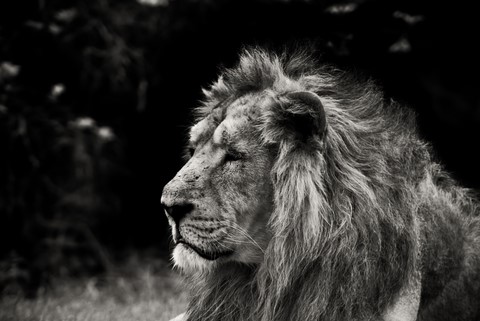 Le lion de Wttrwulghe Xavier