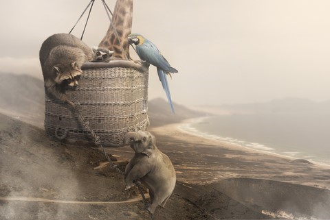 écahppée belle, animaux, fuerteventura