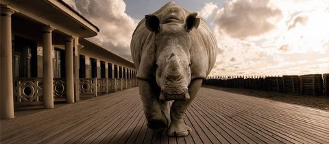 Rhino de Deauville de Wttrwulghe Xavier