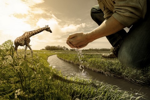 La giraffe photo manipulation de Wttrwulghe Xavier