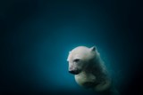 polar bear, ours polaire, 