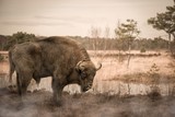 Bison wild savage bigfive de Wttrwulghe Xavier