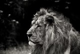 lion, portrait animaux, afique,art