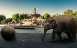 Un éléphant à Aix